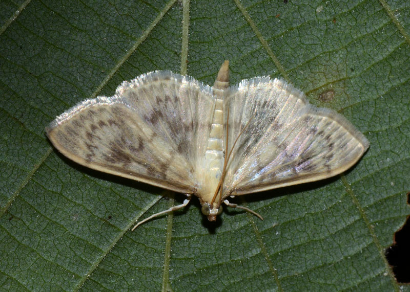 Crambide: Pleuroptya ruralis